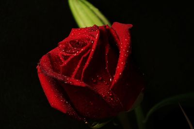 Close-up of red rose against black background