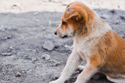 Side view of dog looking away on field