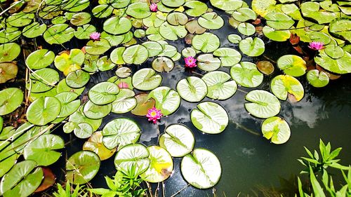 High angle view of lotus water lily in pond