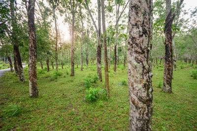 Trees in forest