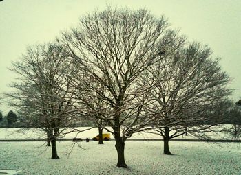 Bare trees on snow covered field