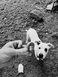 High angle view of dog on street