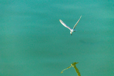 View of bird flying over sea