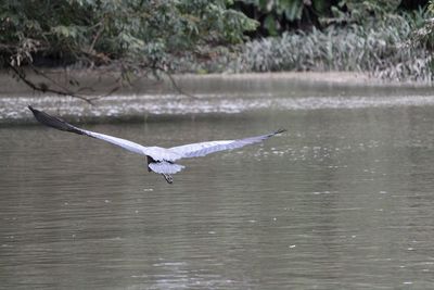 Close-up of swan flying over lake