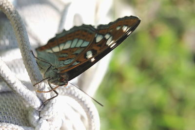 Close-up of butterfly on leaf