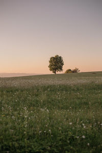 Scenic view of field against clear sky during sunset