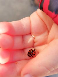 Ladybug in childs hand