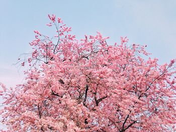 Low angle view of cherry blossom tree