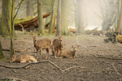 Deers in forest