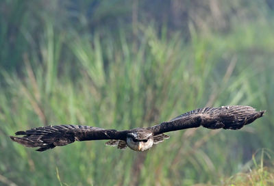 Close-up of bird flying over land