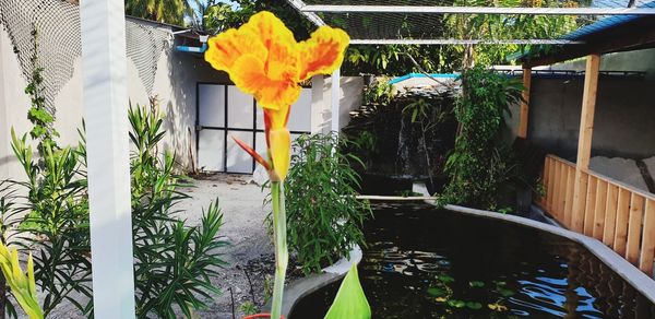 Potted plant by lake