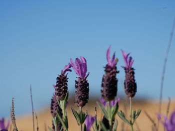 Close-up of purple flowering plants against blue sky