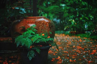 Close-up of potted plant