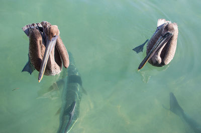 High angle view of pelican and fish swimming in sea