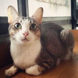Portrait of a cat