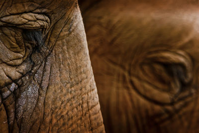 Close-up of two elephants side profile of eye