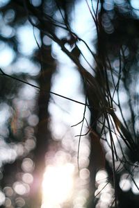 Low angle view of bare tree against sky