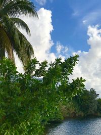 Palm trees by plants against sky