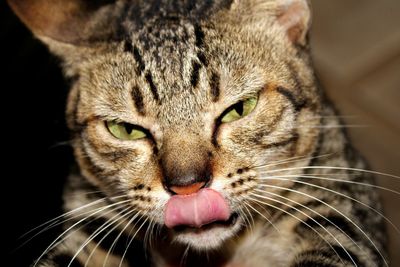 Close-up portrait of a cat