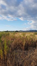 Scenic view of field against sky