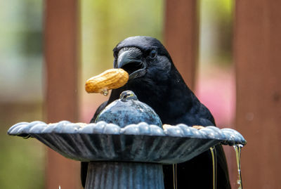 Black bird with nut