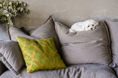 Maltese dog resting on cushion against wall