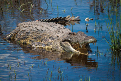 Crocodile in river