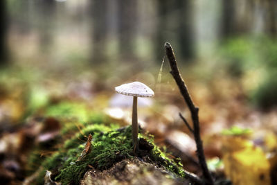 Close-up of mushroom growing on field