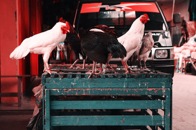 View of birds in market