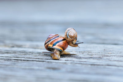 Close-up of snails on wood