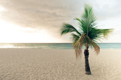 Palm tree on beach against sky