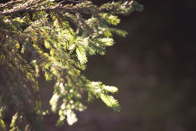 Close-up of pine tree leaves