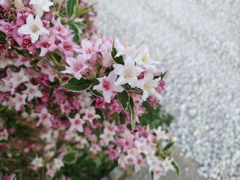 Close-up of pink cherry blossoms