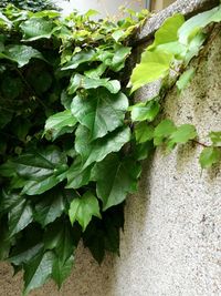 Close-up of ivy growing on wall