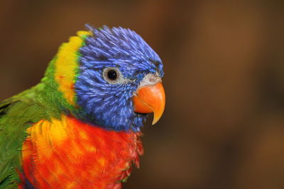 Close-up of a parrot