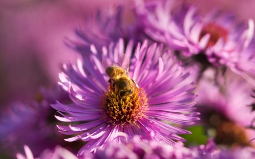 Close-up of bee pollinating on purple flower