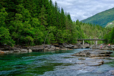 Scenic view of river in forest