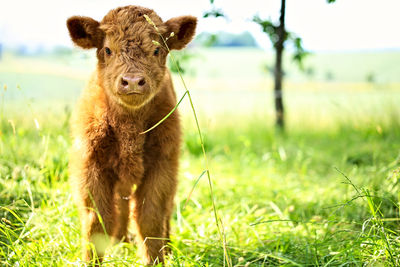 Portrait of calf standing on grassy field