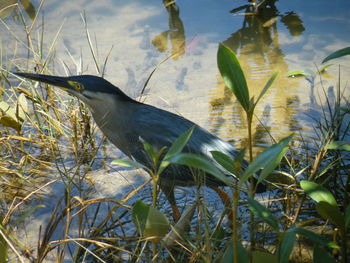 Plant in water