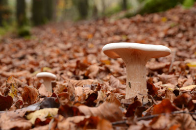 Close-up of mushroom growing on field