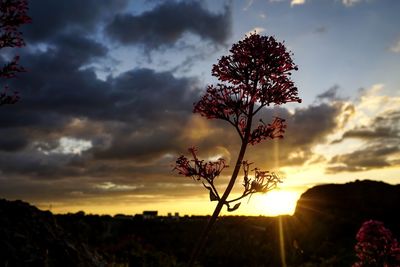 Silhouette tree against orange sky