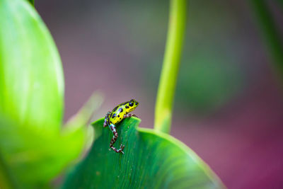 Close-up of frog on leaf