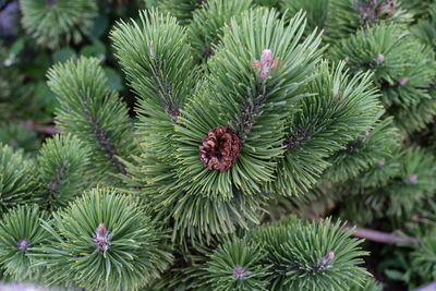 Close-up of pine tree in garden