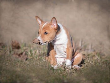 Dog looking away on field