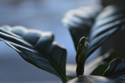 Close-up of plant against blurred background