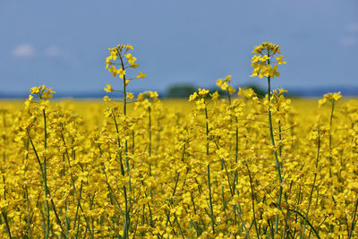 rapeseed