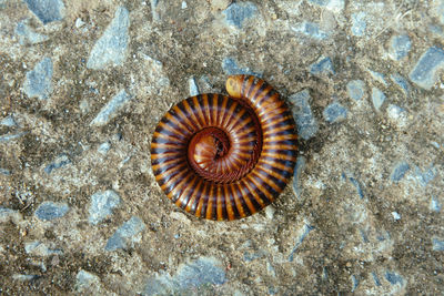The curled millipede is a defensive instinct.