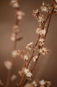 Close-up of cherry blossom plant