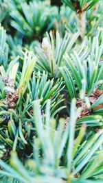 Close-up of pine cone on field