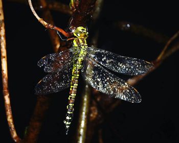 Close-up of butterfly on leaf